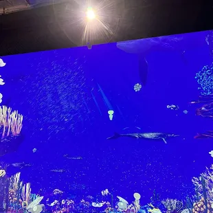 Interactive aquarium