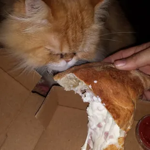 My cat trying to sneak a piece