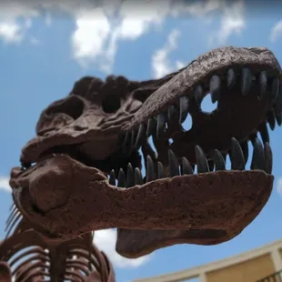 Artie the T. rex, our largest display!