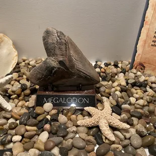 Megalodon tooth