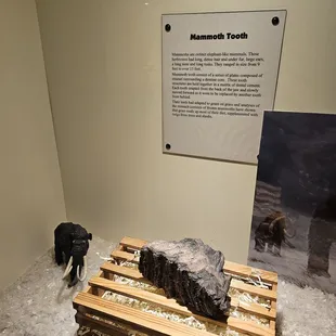 Cool fact about mammoth teeth!