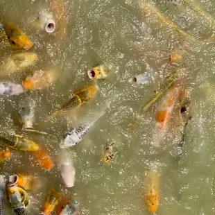 Pond with a TON of coy fish