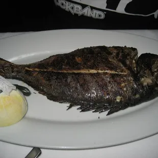 Sea Bass