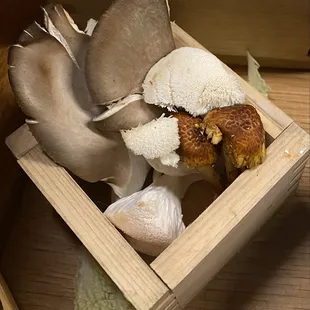 Hi Fi mycology mushrooms