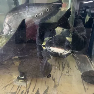 Catfish