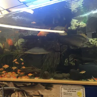 Enjoyed the fish tank as well!