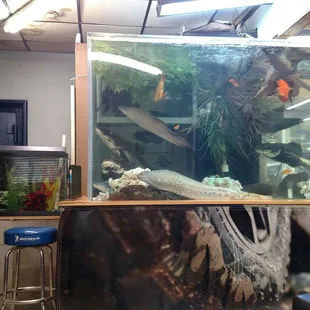 Huge Fish Tank in waiting area. Haha