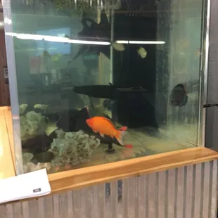 Incredible tank with large fish; told them they are at least safe.
