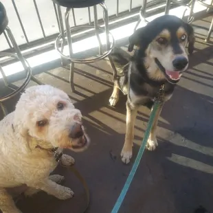 Ruger and Buster enjoying the day seeing friend's.
