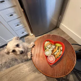V.Day. Four paws up!