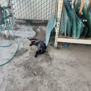 Their mascot just chilling, looking cute!!!!