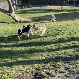 Discovery Bay Dog Park