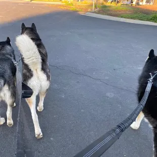 Happy tails leaving the park