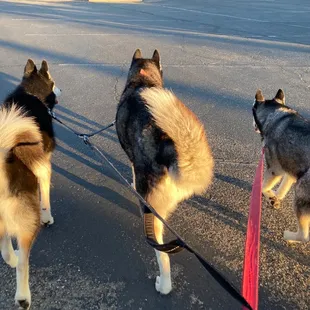 DB worker closed the entry gate on the huskies this morning.
