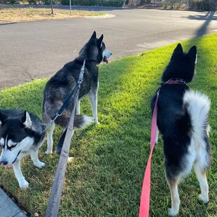 Dog park closed 7:30 am Saturday. Waiting patiently