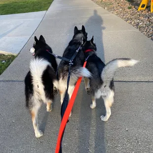 Leaving their fav dog park