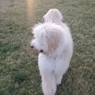 Daisy snagging the tennis balls to put in a pile.