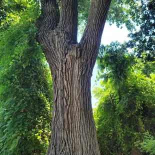 Lots of big trees and shade.