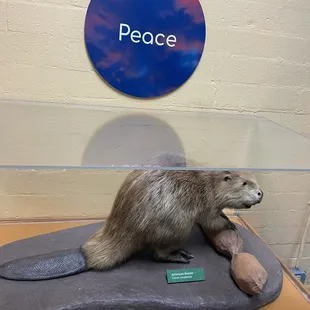 Taxidermy beaver
