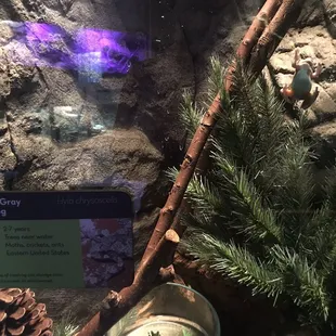 Treefrog