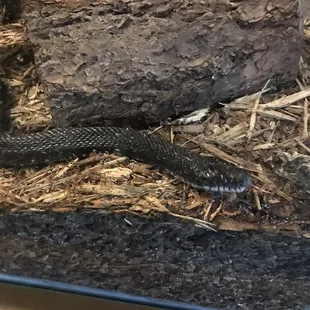 Rat Snake