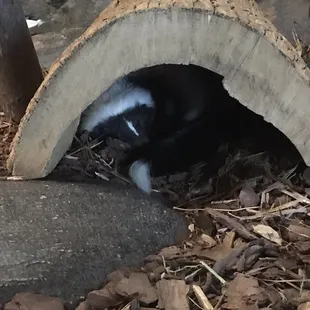 Striped Skunk