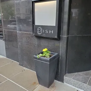 a potted plant on the sidewalk