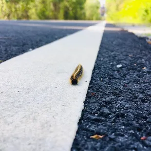 Dismal Swamp Canal Trail