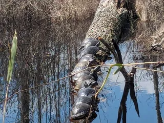 Great Dismal Swamp National Wildlife Refuge