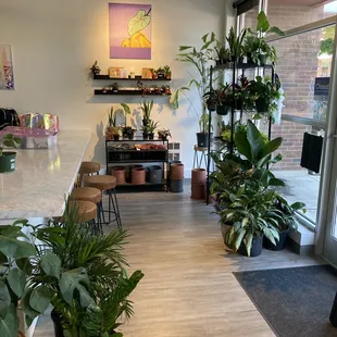 Plants, plants, plants! It's unbeLEAFable!