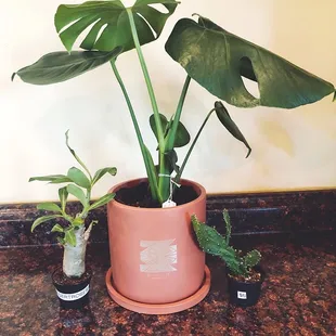 Monstera potted plant, Desert Rose, and Cacti.