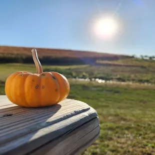 a pumpkin on a picnic table