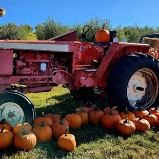 a tractor and pumpkins