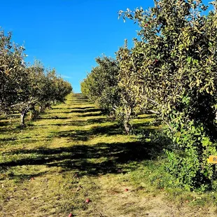 rows of fruit trees