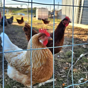 chickens in a fenced in area