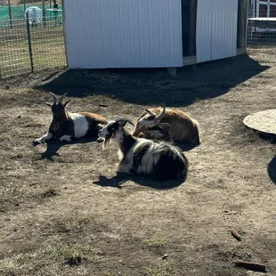 Lazy goats at petting zoo