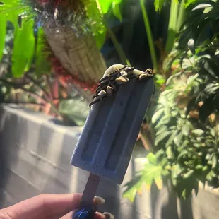Pistachio Paleta made with coconut milk