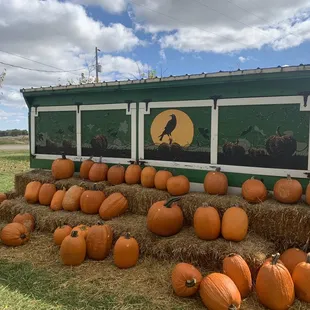 a display of pumpkins