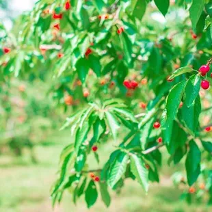 cherries growing on trees