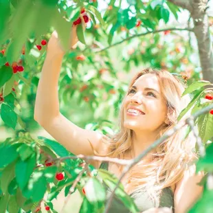 a woman picking cherries from a tree