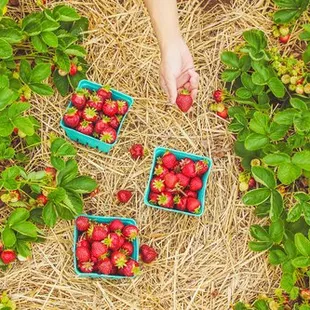 a person picking strawberries