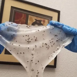 Hydrojelly mask. Applied after wax to help sooth an calm.