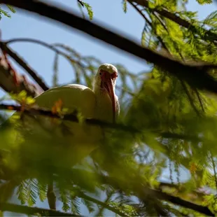 Taste of New Orleans wildlife...