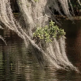 Como Spanish Moss abound ...