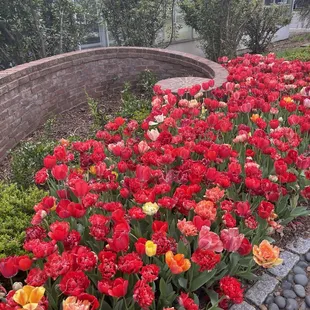 Tulip garden