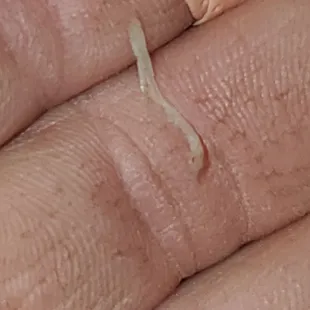 Used to love this place, but doubt I'll be going back. I found a fingernail in my french toast. This is disgusting.