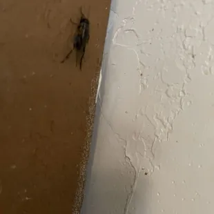 Did cricket on the wall