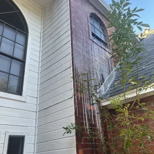 Removal of mildew and pests