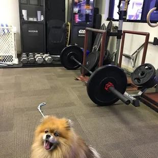 12/20/2019 The Pet Friendly