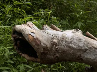 Oliver's Woods Nature Preserve